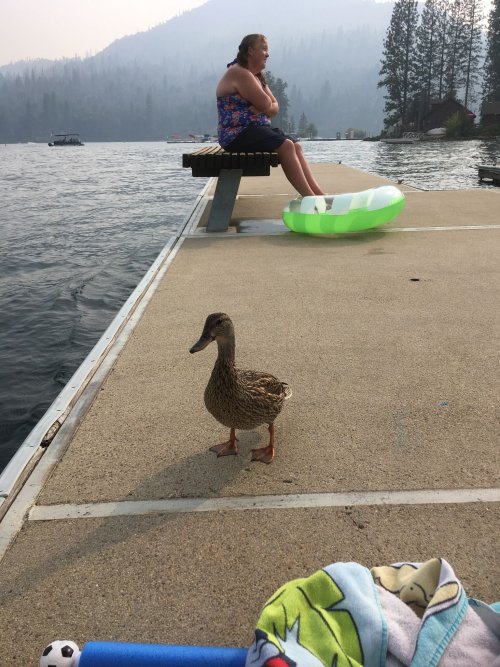 duck on dock